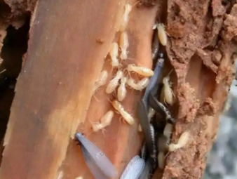 徐闻白蚁防治公司分享新房入住防虫攻略，提前布局远离白蚁隐患